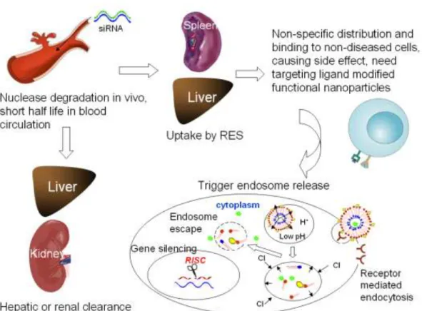 Figure 1.2 Challenges of in vivo siRNA delivery 