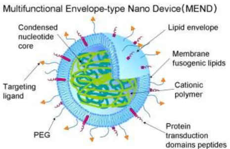 Figure  1.7 The  schematic  structure  of  MEND  nanoparticle.  (Ref:  Advanced  Drug Delivery Reviews, 2008, 60, 559-571) 