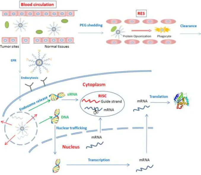 Figure  2.1 Representative  scheme  of  in  vivo  gene  delivery  barriers.  EPR,  enhanced permeability and retention; mRNA, messenger RNA; PEG, polyethylene glycol; 