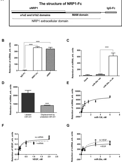 Figure 1: Recombinant NRP1 binds miRNA mimics. A. The structure of the NRP1-Fc, lacking the transmembrane and cytoplasmic portions of NRP1, and truncated sNRP1 consisting only of the a1a2 and b1b2 domains