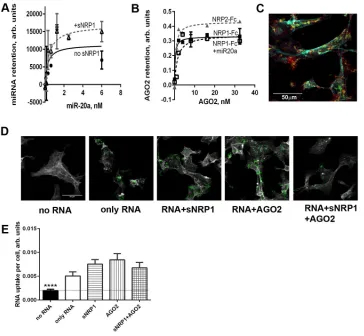 Figure 4: Recombinant AGO2 protein interacts with NRP1 and promotes miRNA uptake by ACHN cells