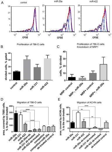 Figure 5: Proliferation and migration of 768-O and ACHN cells is regulated by miRNA mimics