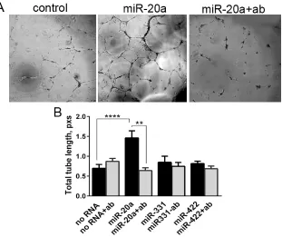 Figure 6: Tube formation assay. HUVEC were pre-treated or not with a blocking anti-NRP1 antibody (ab) treated with miRNA mimics, and plated onto Matrigel