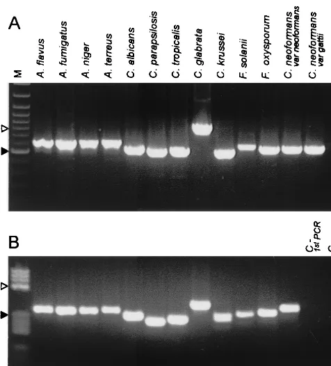 FIG. 1. (A) Speciﬁcity of the ﬁrst PCR (ITS1-ITS4 primer pair)with genomic DNA. M, ladder marker (GeneRuler 100bp DNA Lad-