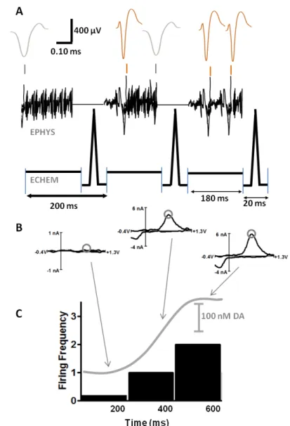 Figure 1.1.  Data output from combined fast-scan cyclic voltammetry/electrophysiology  experiments