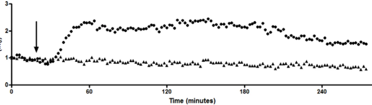 Figure 2.11.  Temporal response (•) of extracellular DA concentration induced by electrical  stimulation of the medial forebrain bundle of a rat given haloperidol (0.5 mg/kg, i.p.) at  20 min (arrow)