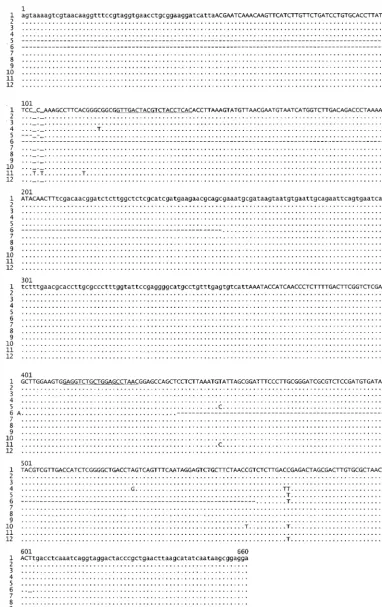 FIG. 2. Sequences of S. communePriming sites fordashes represent unknown characters, and underlined spaces represent gaps introduced for alignment