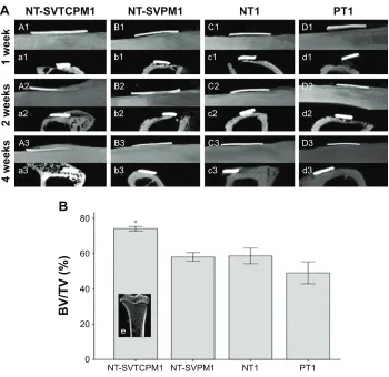 Figure 9 The results of m-cT analysis in ovariectomized rats (2).Notes: (A) m-cT images for implant–bone integration around the implant site for implants with NT-sVTcPM and NT-sVPM surfaces in ovariectomized rats at 2, 4, and 8 weeks after implantation (a1