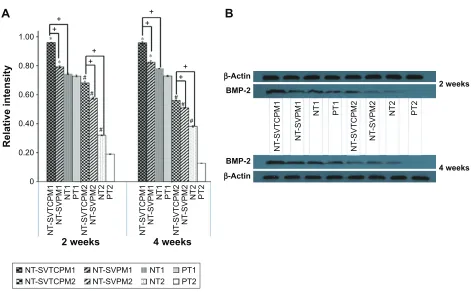 Figure 10 The results of Western blots of BMP-2 protein expression.Notes: (A) Western blots of BMP-2 protein expression in the bone tissue around implants with NT-sVTcPM, NT-sVPM, NT, and PT surfaces in normal (1) and ovariectomized (2) rats at 2 and 4 wee