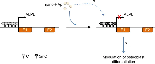 Figure 1 Possible DNA methylation alteration in response to nano-hydroxyapatite (nano-HAp) exposure in osteoblasts