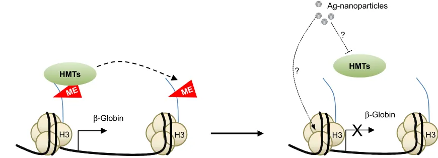 Figure 2 Model explaining the possible molecular mechanisms underlying the effect of Ag-nanoparticles on the regulation of the β-globin gene in mouse erythroleukemia cells