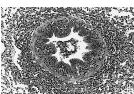 FIG. 1. Bronchiole in the lung of a pig inoculated only with M. hyopneumoniae and euthanatized 28 DPI