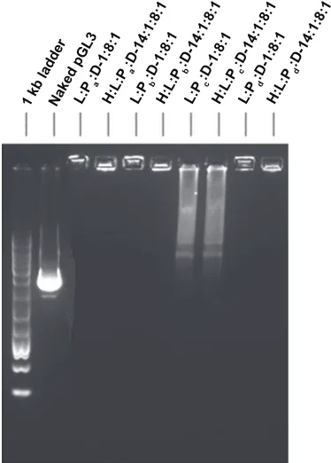 Figure S1 (A–D) The results of hydrodynamic size and zeta potential measurements of ternary complexes and Q-complexes wrapping pgl3 plasmid