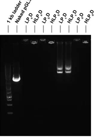 Figure 1 results of hydrodynamic sizes and zeta potential measurements of ternary complexes (lPD) and Q-complexes (hlPD) wrapping pgl3 plasmid.Notes: (A) The sizes and size distributions of lPaD, lPbD, lPcD, and lPdD; (B) zeta potential of lPaD, lPbD, lPcD