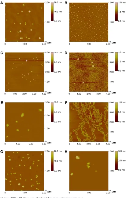 Figure 3 Morphologies of lPD and hlPD wrapping pgl3 plasmid observed via an atomic force microscope.Notes: (A) lPaD; (B) hlPaD; (C) lPbD; (D) hlPbD; (E) lPcD; (F) hlPcD; (G) lPdD; and (H) hlPdD