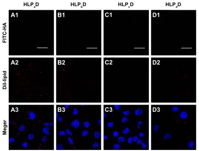 Figure 8 confocal microscopic images of the intracellular localization of hlPD (hlPaD, hlPbD, hlPcD, and hlPdD) identified using FITC-conjugated HA (green) and DiI-labeled lipid component (red)