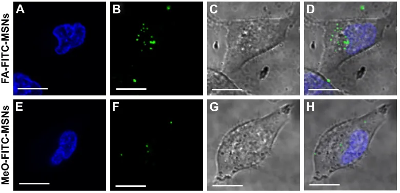 Figure 4 Internalization results by flow cytometry.Notes: hela cancer cells were exposed to 100 μg/ml of Fa-FITc-MsNs or MeO-FITC-MSNs for 6 hours