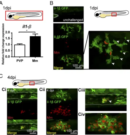 FIGURE 1. TgBAC(il-1 b:GFP)sh445 is upregu- upregu-lated by M. marinum (Mm) in infected  macro-phages at early and later stage infection