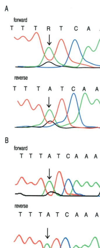 FIG. 1. Electropherogram for sample 13 at protease codon 54. (A)VG electropherogram set at 20% threshold; (B) AB electropherogram