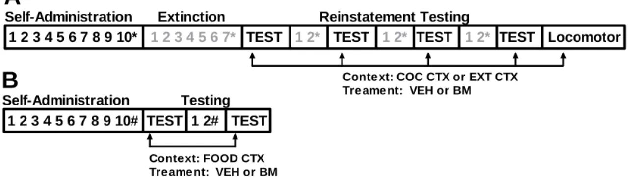 Fig 2.1  Schematic representation of the timeline for the drug context-induced 