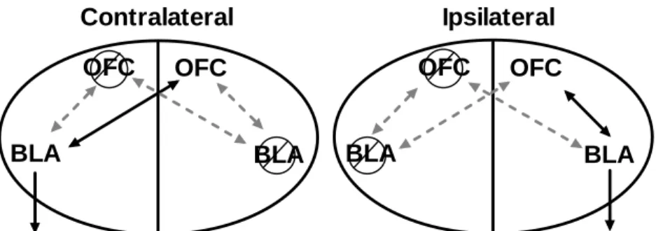 Fig 2.2  Schematic representation of the functional disconnection procedure. Following  the contralateral manipulation, putative intrahemispheric processing by the OFC and  BLA was expected to be disrupted bilaterally, while interhemispheric processing by 