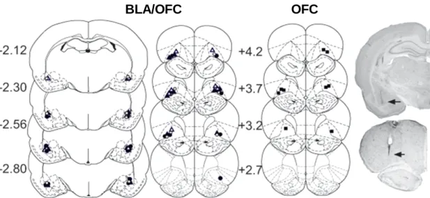 Fig 2.3  Schematic and photographic representation of injection cannula placements.  The  arrows on the photomicrographs identify the most ventral point of the infusion cannula  tracts on representative cresyl violet-stained brain sections