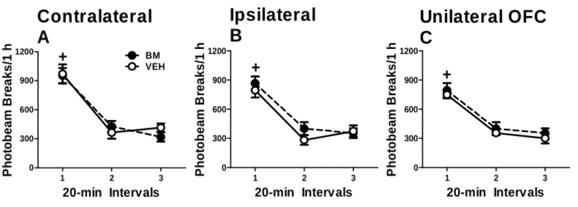 Fig 2.5  Bilateral inhibition of intrahemispheric or interhemispheric connections between  the BLA and OFC does not alter general motor activity