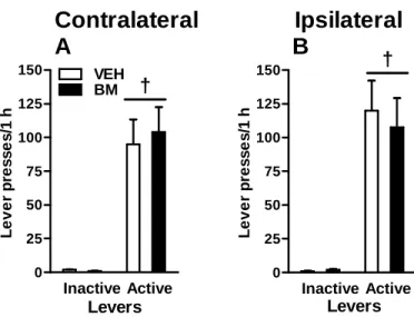 Fig 2.6  Bilateral inhibition of intrahemispheric or interhemispheric connections between  the BLA and OFC fails to alter food-reinforced instrumental responding