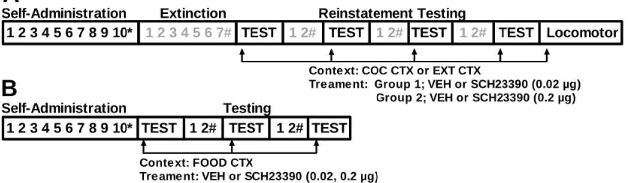 Fig 3.1  Schematic representation of the timeline for the drug context-induced 