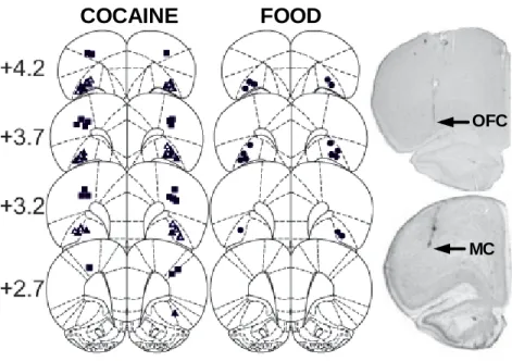 Fig 3.2  Schematic and photographic representation of injection cannula placements.  The  arrows on the photomicrographs identify the most ventral point of the infusion cannula  tracts on representative cresyl violet-stained brain sections