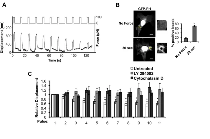 Figure 2.1 Tensional forces on PECAM-1 result in adaptive cellular stiffening and PI3- PI3-kinase activation
