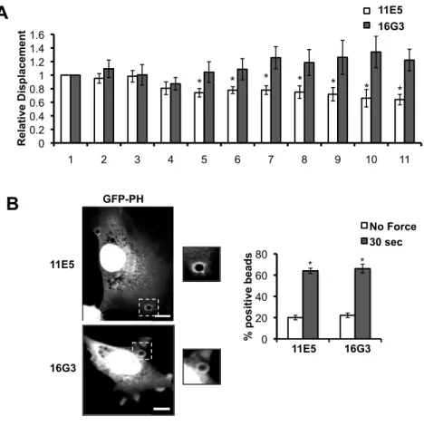 Figure 2.2  PECAM-1-mediated adaptive cellular stiffening, but not PI3K activation, is  integrin-dependent