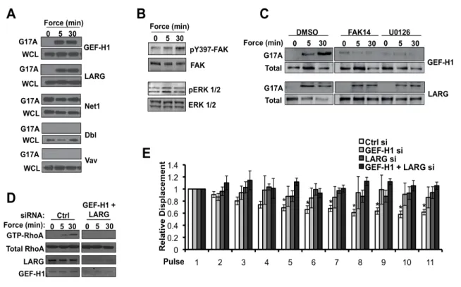 Figure 2.4  Tensional forces on PECAM-1 elicit RhoA activation and adaptive cellular  stiffening via GEF-H1 and LARG