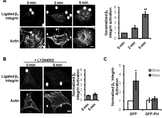 Figure 2.5  Local tensional forces on PECAM-1 elicit global β 1  integrin activation.   