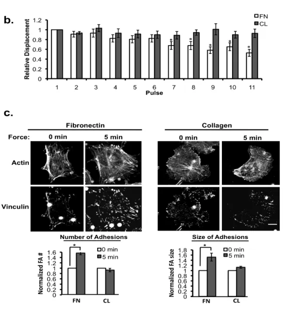 Figure 3.1   ECM composition influences the cellular response to tension on PECAM-1 