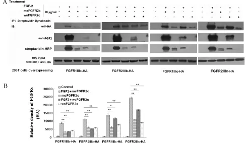 Figure 1: Analysis of the interaction between sFGFR2c and membrane-bound FGFRs by co-immunoprecipitation