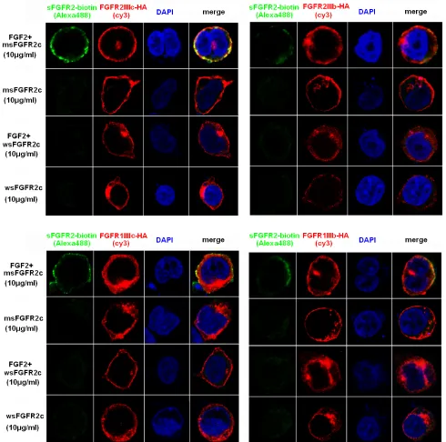 Figure 2: Confocal microscopy analysis of the interaction between sFGFR2c and membrane-bound FGFRs