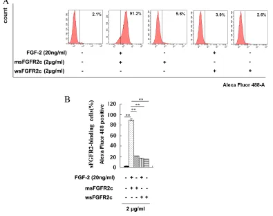 Figure 3: Identification of sFGFR2c binding to surface of FGFR2IIIc by flow cytometry