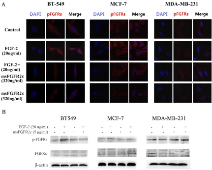 Figure 8: Effects of msFGFR2c on FGF-2-induced FGFR phosphorylation in BT-549, MCF-7, and MDA-MB-231 cells
