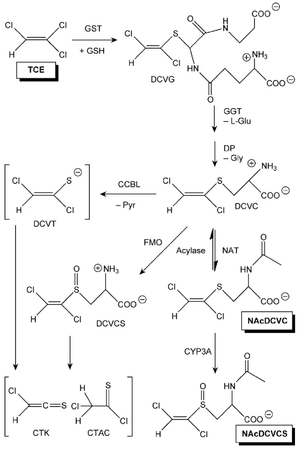 Figure 1.2. Scheme for biotransformation of TCE by the GSH conjugation pathway. 
