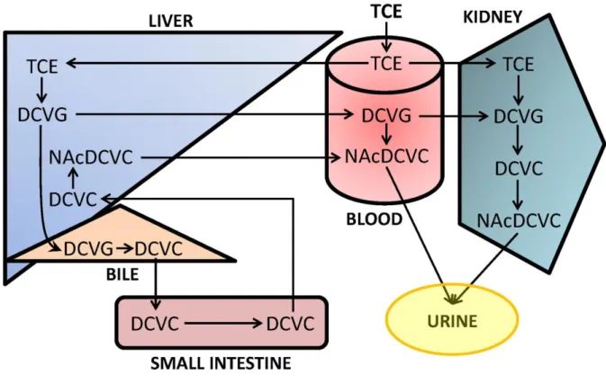 Figure 1.3. Inter-organ pathways for metabolism of TCE by the GSH conjugation pathway