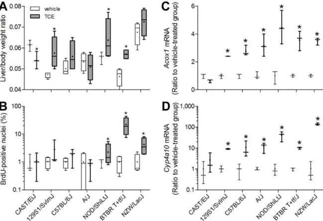 Figure 2.3. Inter-strain differences in liver toxicity of TCE in a sub-acute study. Liver to  body weight ratios (A), percent BrDU-positive hepatocyte nuclei (B), and liver expression of  peroxisome proliferation marker genes Acox1 (C) and Cyp4a10 (D) were