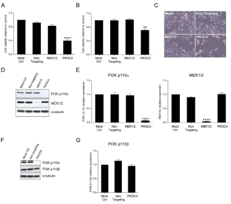 Figure 1: Inhibition of PI3K p110α decreases viability in HCT116 and SW480 CRC cells. The effect of siRNA-mediated targeted depletion of MEK1/2 and PIK3CA on cellular viability was evaluated in HCT116 A