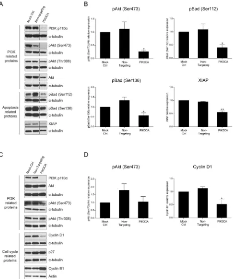 Figure 4: Inhibition of PI3K p110α induces downregulation of apoptotic- and cell cycle-related proteins in HCT116 and SW480 CRC cells, respectively