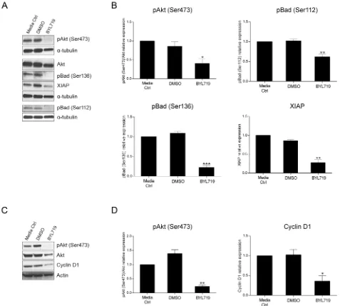 Figure 6: The selective PI3K p110α inhibitor BYL719 induces downregulation of apoptotic- and cell cycle-related proteins in HCT116 and SW480 CRC cells, respectively