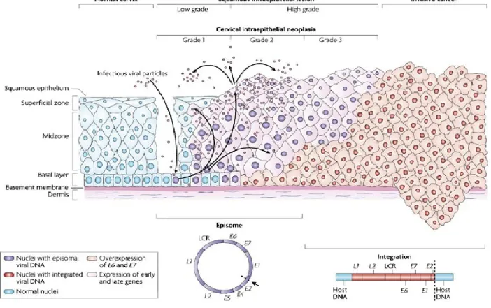 Figure 2.1: Natural History of HPV Infections showing HPV viral replication process (48) 