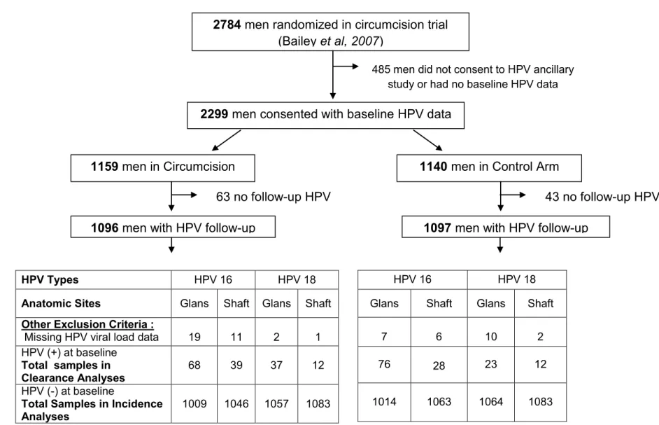 Figure 4.1: Study flowchart of HPV samples included in analyses of the effect of male circumcision on penile HPV  viral load 