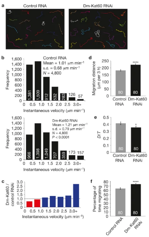 Figure  2.5.  Dm-Kat60  negatively  regulates  multiple  parameters  of  D17-cell  motility