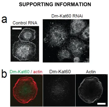 Figure  2.S1.  Dm-Kat60’s  cortical  staining  is  reduced/abolished  by  Dm-Kat60  RNAi