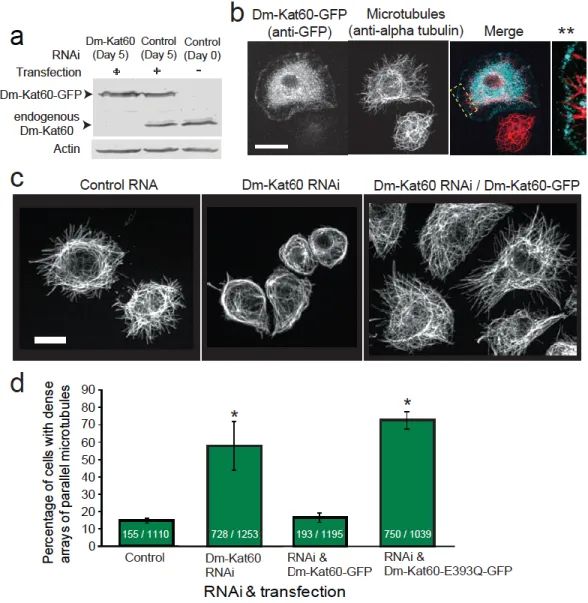 Figure  2.S2.  Ectopically  expressed  GFP-Dm-Kat60  localizes  to  the  cortex  of  interphase  S2  cells  and  rescues  the  Dm-Kat60  RNAi  phenotype